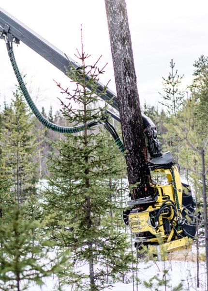 Avverkning egen skog - Föllinge Golv