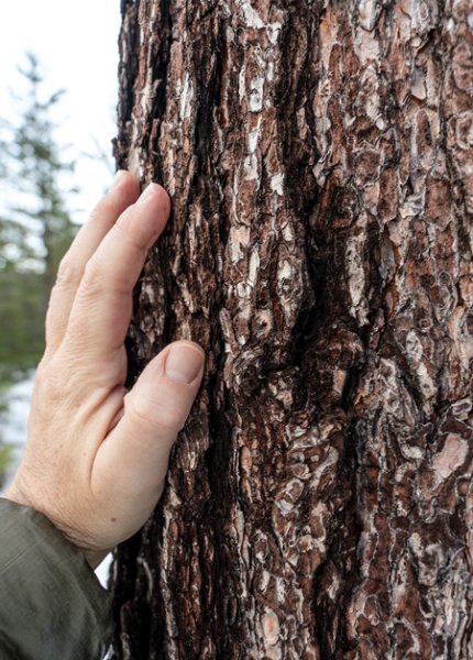 Avverkning egen skog - Föllinge Golv